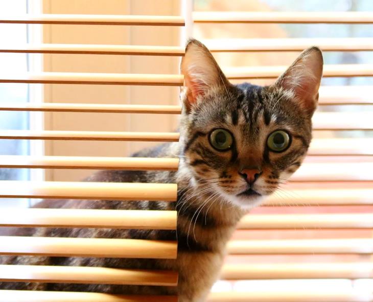 Удивленный кот и горизонтальные жалюзи
