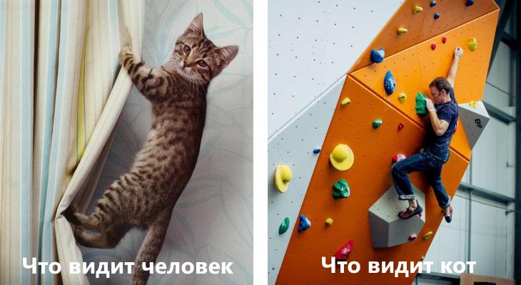 Кот видит шторы в качестве скалодрома